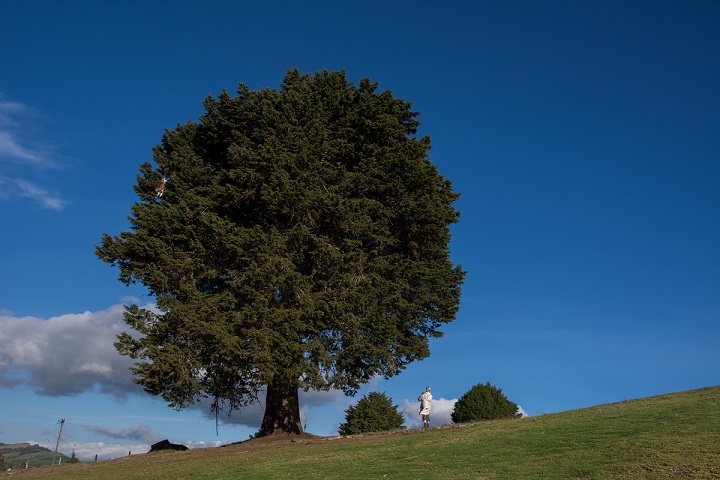 YRP_2135_x_web_Baum