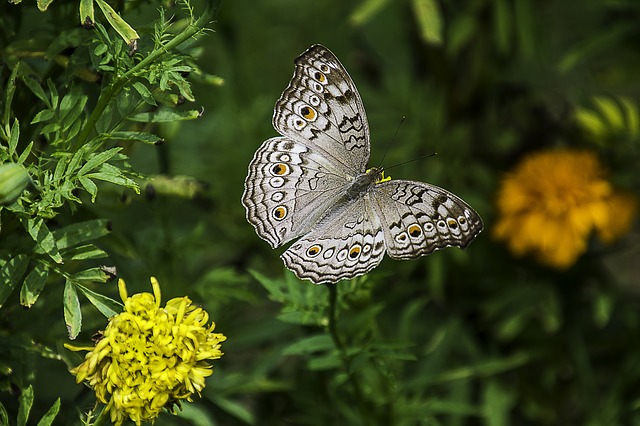 Schmetterling